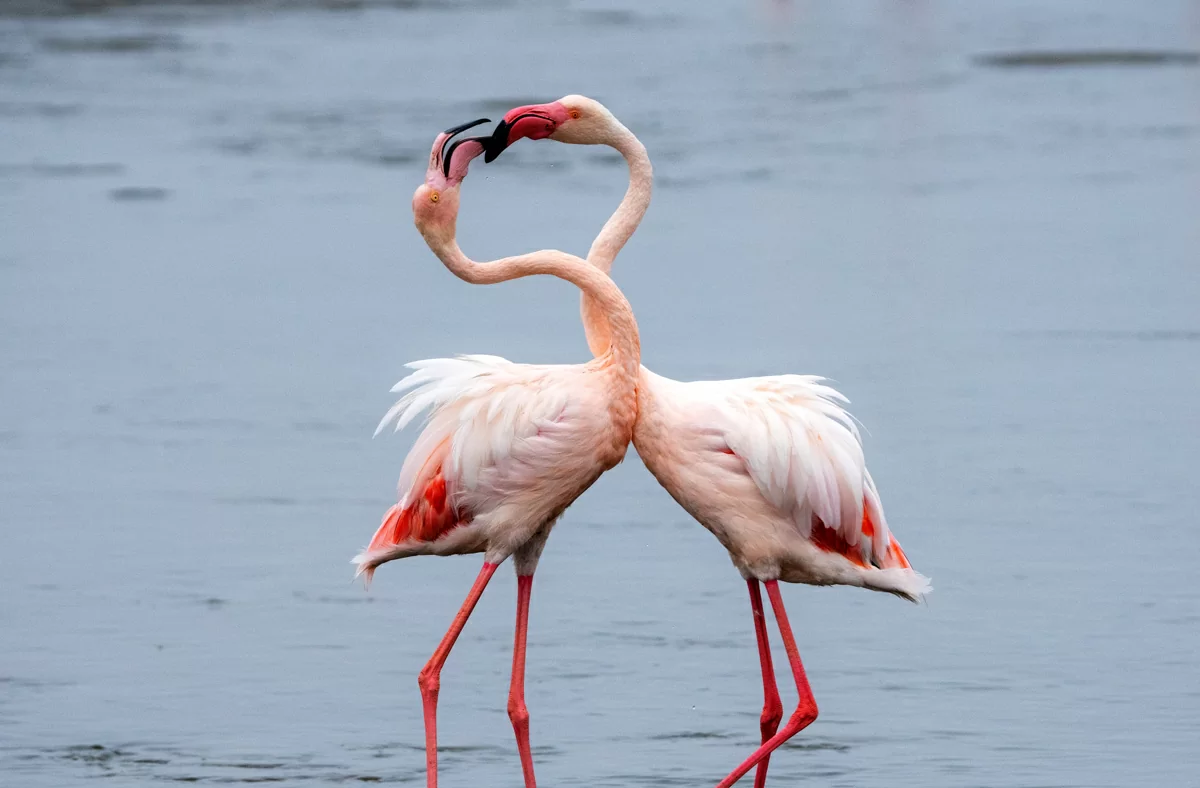 flock-pink-flamingos.jpg