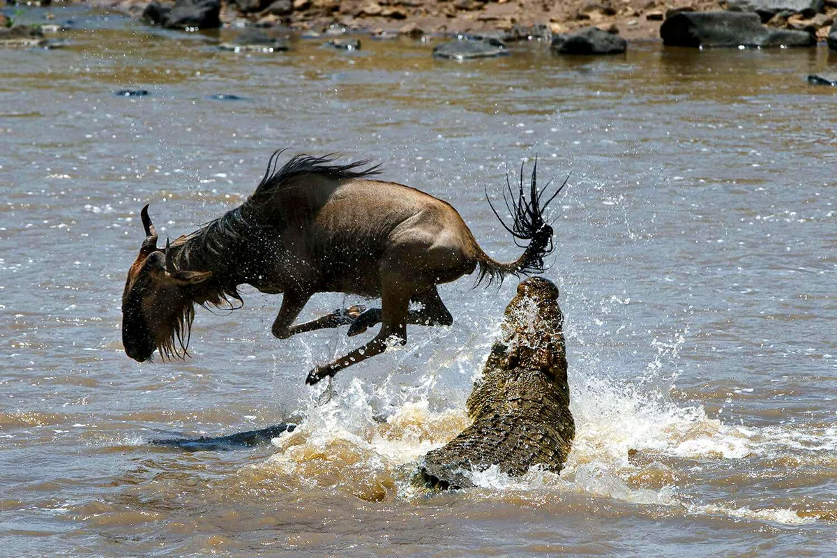 Migration-Mara-River-Crocodile.jpg