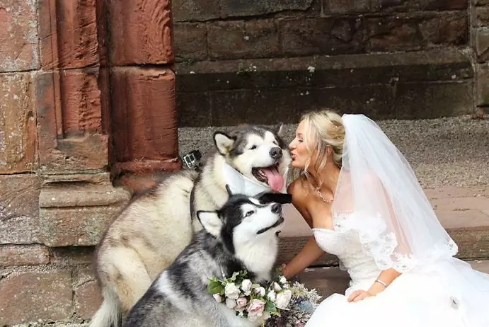 Фото. Невеста в окружении собак Хаски