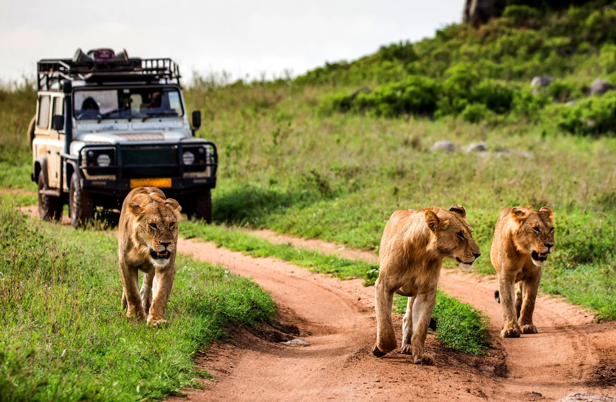 lionesses-walking-Kenya.jpg