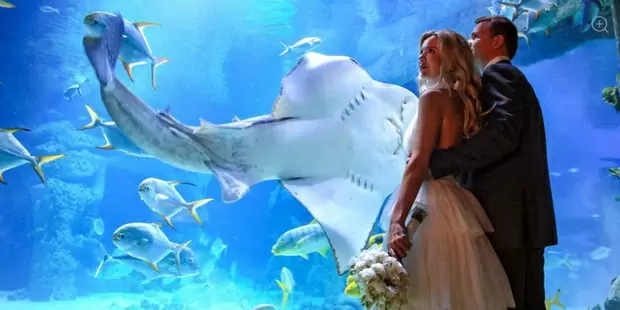 фото. Регистрация брака на фоне величественных акул и игривых косаток.