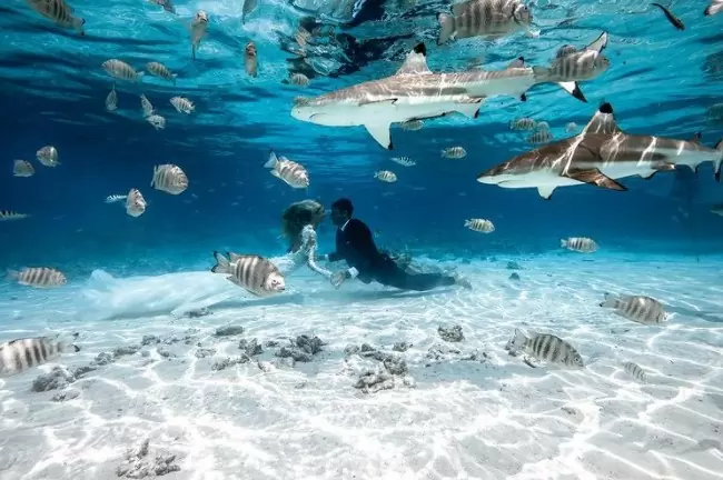 Фото @big_island_billy Жених и невеста в аквариуме с рыбками.