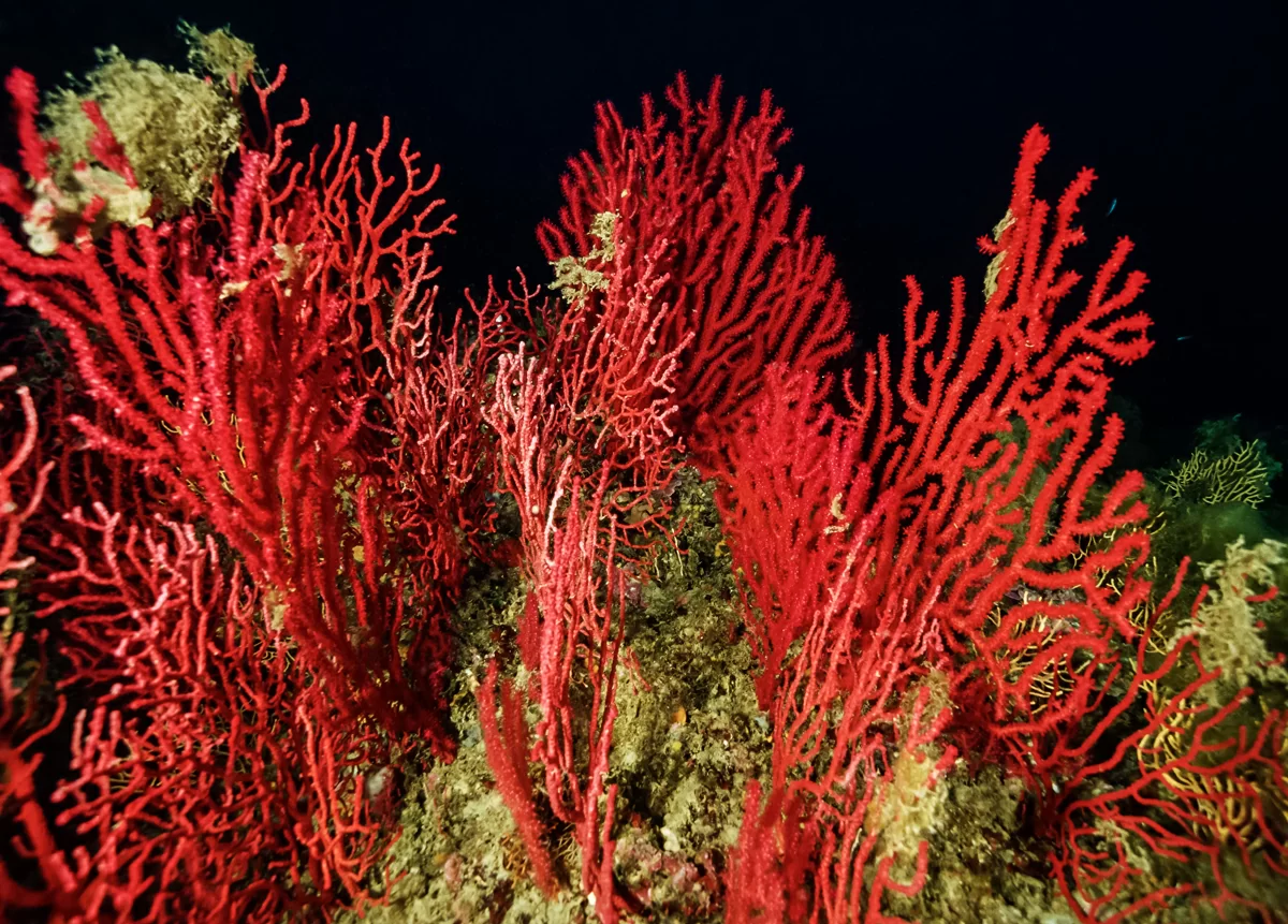red-gorgonians-paramuricea-clavata.jpg