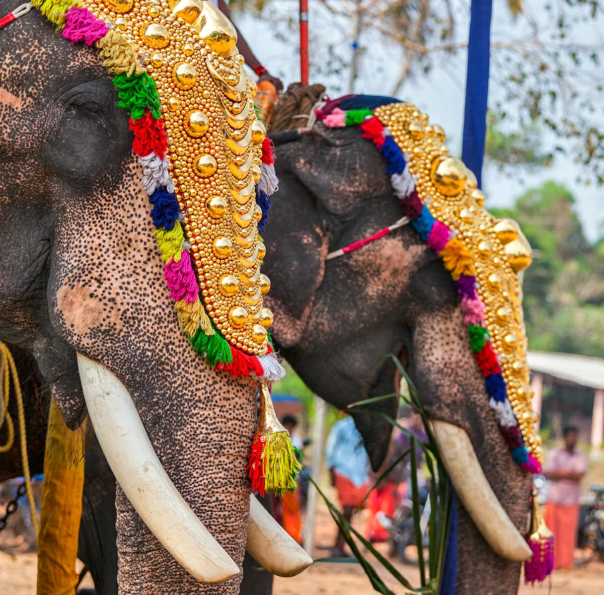 Фестиваль-слонов.jpg