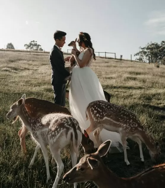 Фото. Жених и невеста в окружении красивых молодых оленят.