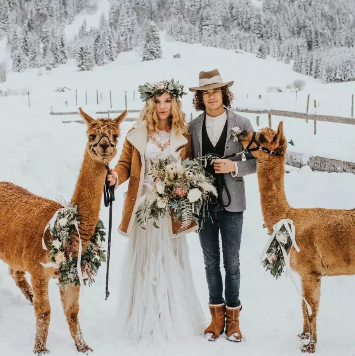 Фото. Жених и Невеста на фото в окружении чудесных лам на фоне зимнего пейзажа