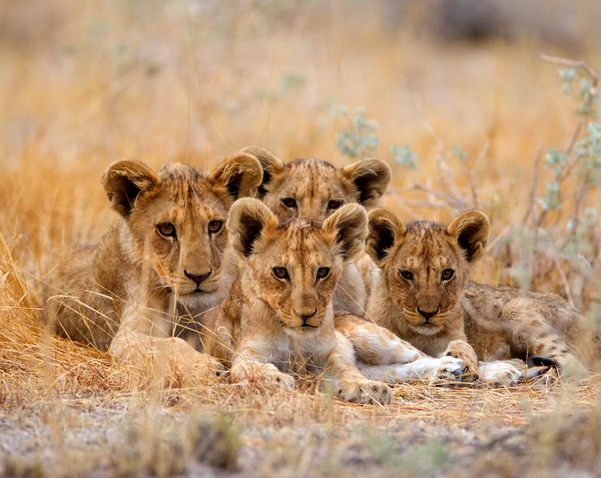 cute-baby-lions_Kenya.jpg