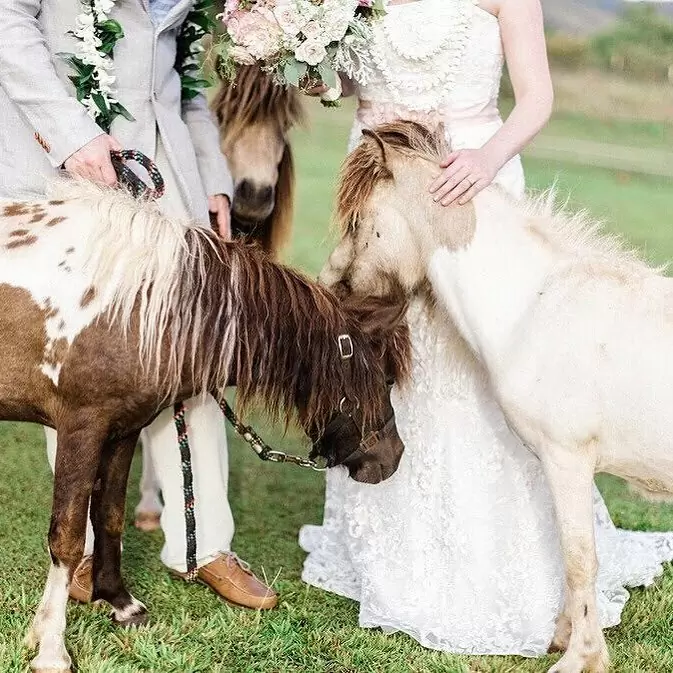  Жених и невеста в окружении добрейших пони. Фото @corinne.graves 