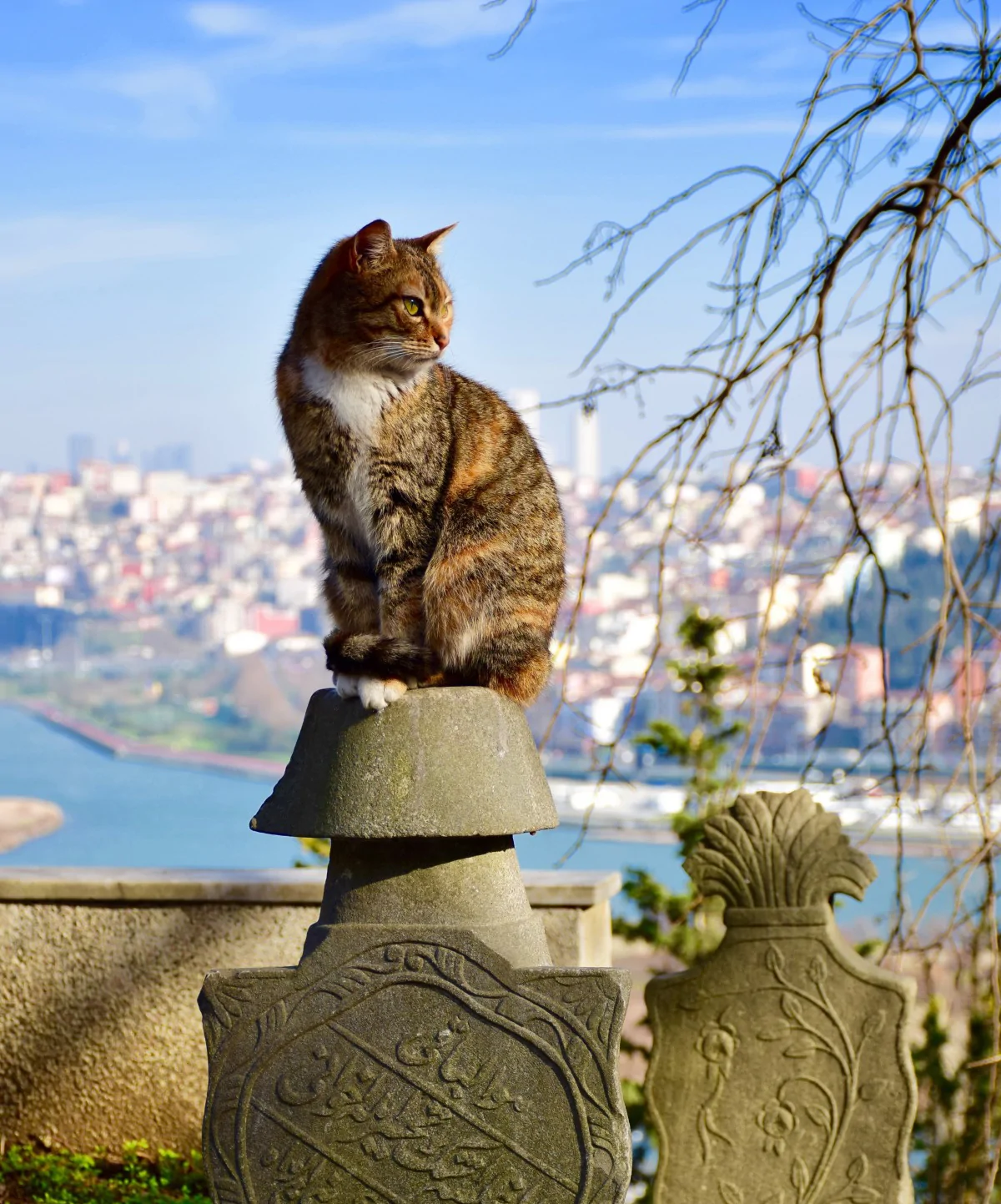 Коты-в-Стамбуле.jpg